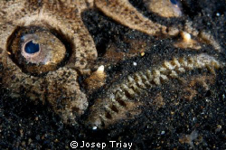 Stargazer, Jahir II Lembeh Strait, Sulawesi. by Josep Triay 